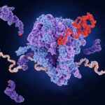 Ageing in the brain may be caused by a breakdown in protein production
