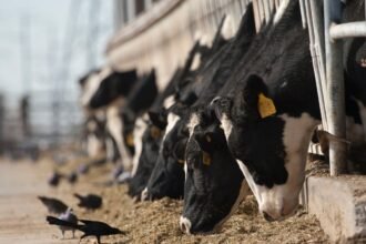 Bird Flu Could Be Spreading through the Air on Dairy Farms, Preliminary Study Shows