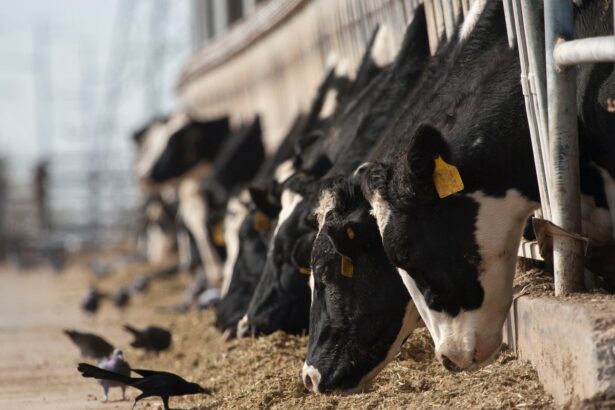 Bird Flu Could Be Spreading through the Air on Dairy Farms, Preliminary Study Shows
