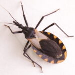 Climate change could make Chagas more common in the U.S.