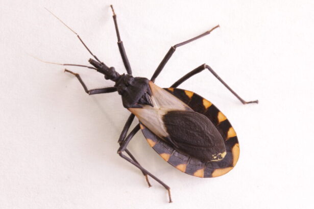 Climate change could make Chagas more common in the U.S.