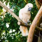 Cockatoos have an impressively wide repertoire of dance moves