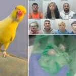 Dealer’s talking parrot helps police take down drug ring