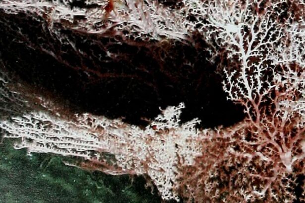 Deep-living microbes could ‘eat’ energy generated by earthquakes