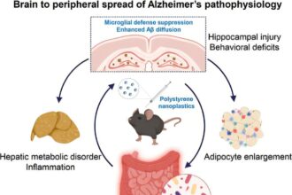 Exposure to nanoplastics could induce spread of Alzheimer’s disease from the brain to other organs