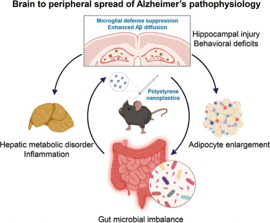 Exposure to nanoplastics could induce spread of Alzheimer’s disease from the brain to other organs