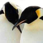 Festival captures heart of Antarctic