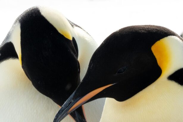 Festival captures heart of Antarctic