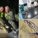 Florida man captures 87 invasive pythons, awarded ,000 through state incentive system