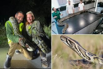 Florida man captures 87 invasive pythons, awarded ,000 through state incentive system