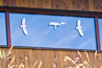 Guest Idea: How To Help Birds Navigate The Human World