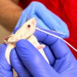 How flossing a mouse’s teeth could lead to a new kind of vaccine