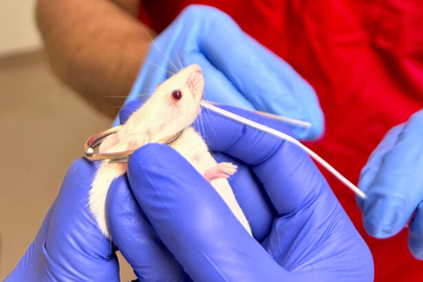 How flossing a mouse’s teeth could lead to a new kind of vaccine