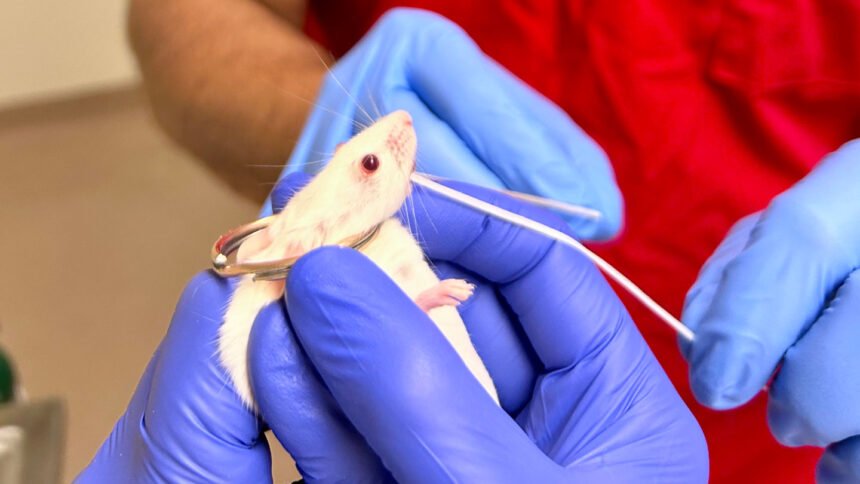 How flossing a mouse’s teeth could lead to a new kind of vaccine