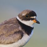 How to Watch the Fall Bird Migration Happening Now