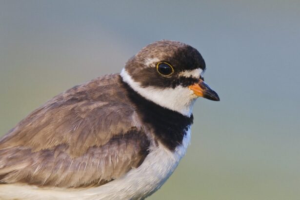 How to Watch the Fall Bird Migration Happening Now