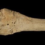 Human bones found in Spanish cave show signs of ancient cannibalism