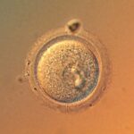 Human eggs don’t accumulate as many mutations with age as we thought