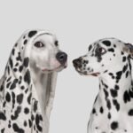 Impersonators are targeting companies with fake JS outreach
