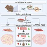 Intramuscular fat blocks muscle healing and weakens strength, study finds