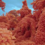 Kudzu Engulfs Everything in Its Path in Zac Henderson’s ‘Palimpsest’ — Colossal