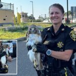 Long Island deputy saves injured red-tailed hawk on side of busy road