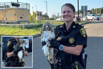 Long Island deputy saves injured red-tailed hawk on side of busy road