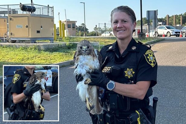 Long Island deputy saves injured red-tailed hawk on side of busy road