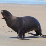 Police appeal for help after ‘senseless’ shooting of three sea lions
