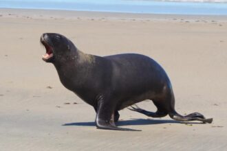 Police appeal for help after ‘senseless’ shooting of three sea lions