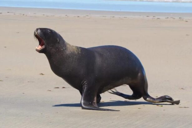Police appeal for help after ‘senseless’ shooting of three sea lions