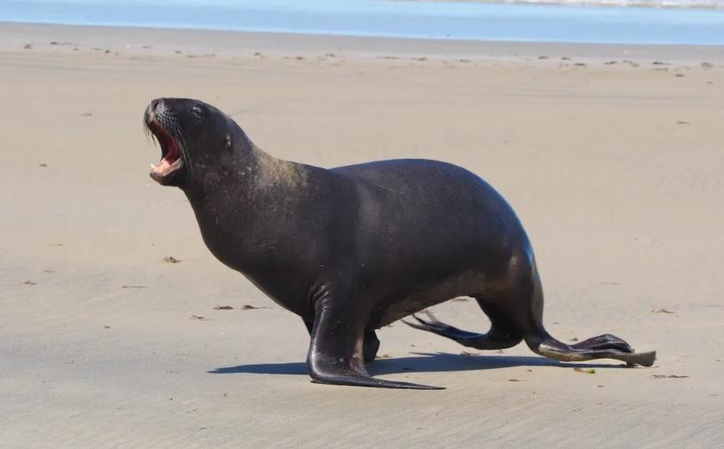 Police appeal for help after ‘senseless’ shooting of three sea lions