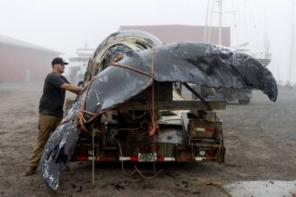 Proposed House Bill Would Weaken Marine Mammal Protection Act, Endangering Whales, Dolphins and More