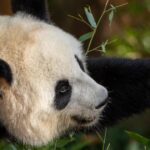 Protect biodiversity ‘processes’ – not just pandas