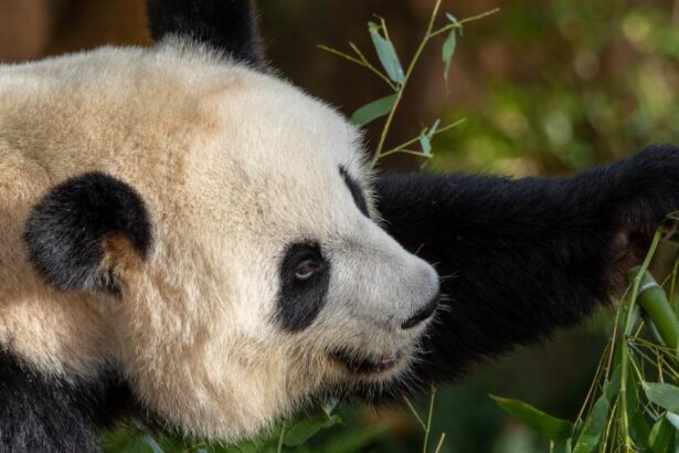 Protect biodiversity ‘processes’ – not just pandas