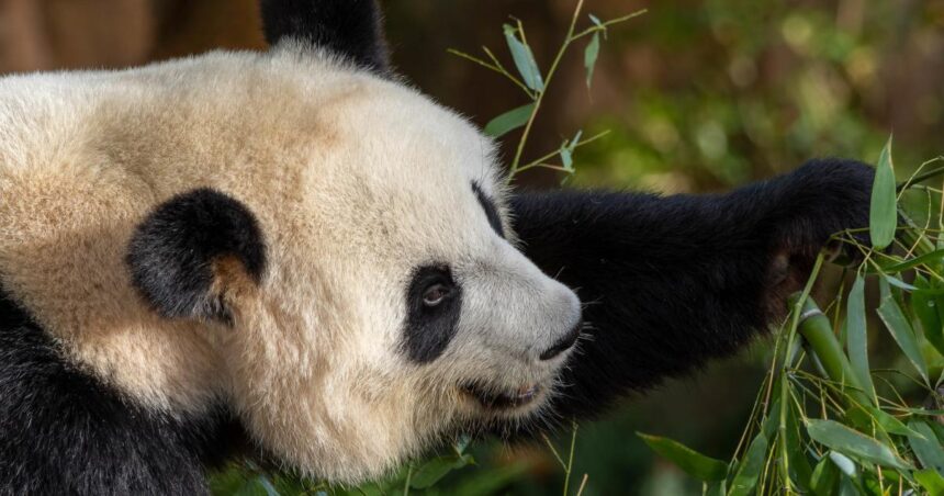 Protect biodiversity ‘processes’ – not just pandas