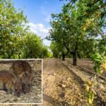 Rat hordes causing chaos for California’s almond industry