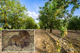 Rat hordes causing chaos for California’s almond industry