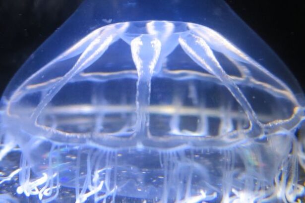 Scientists Found a Mysterious Barrier in The Ocean That Jellyfish Won’t Cross : ScienceAlert