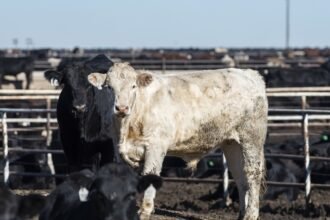 Shopping for Humanely Raised Meat