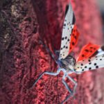 Squashing the spotted lanternfly problem may require enlisting other species