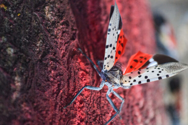 Squashing the spotted lanternfly problem may require enlisting other species