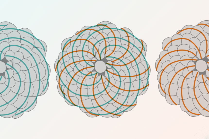 Students Find Hidden Fibonacci Sequence in Classic Probability Puzzle