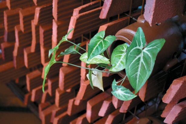 Terracotta Is a 3,000-Year-Old Solution to Fighting Extreme Heat