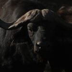 Texas big game hunter killed while stalking African Cape buffalo : NPR
