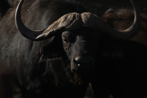 Texas big game hunter killed while stalking African Cape buffalo : NPR