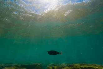 The Ocean Floor Could Power EVs. Will This Company Reap the Rewards?