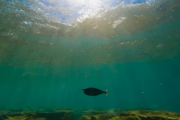 The Ocean Floor Could Power EVs. Will This Company Reap the Rewards?