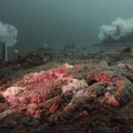 The mystery of melting sea stars may finally be solved 