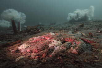 The mystery of melting sea stars may finally be solved 